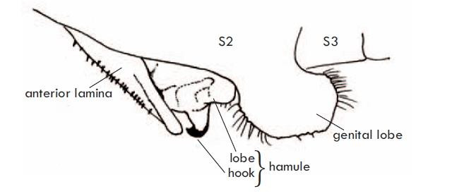 Struktur genitalia sekunder pada capung